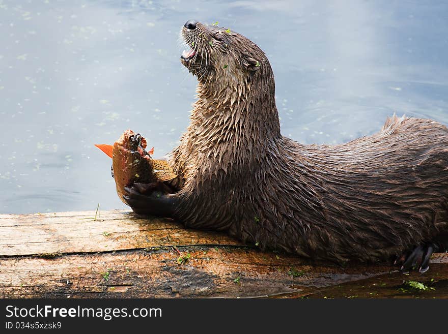 River Otter Feeding on Cutthroat Trout