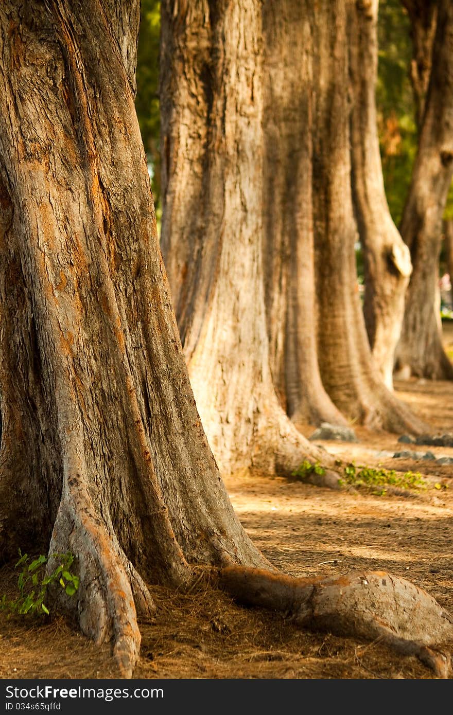 A big trees in the park