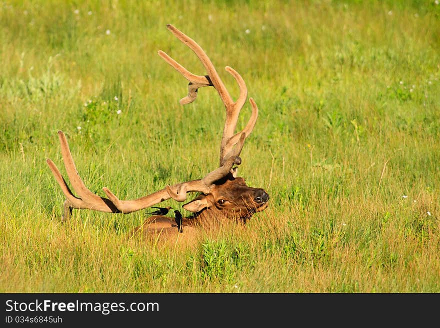 Bull elk laying in meadow looks at the birds sitting on his back. Bull elk laying in meadow looks at the birds sitting on his back.