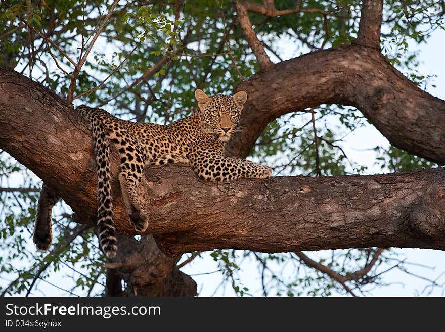 Leopard in tree