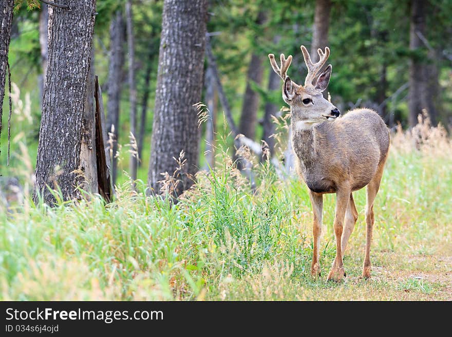 Young Mule Deer Buck