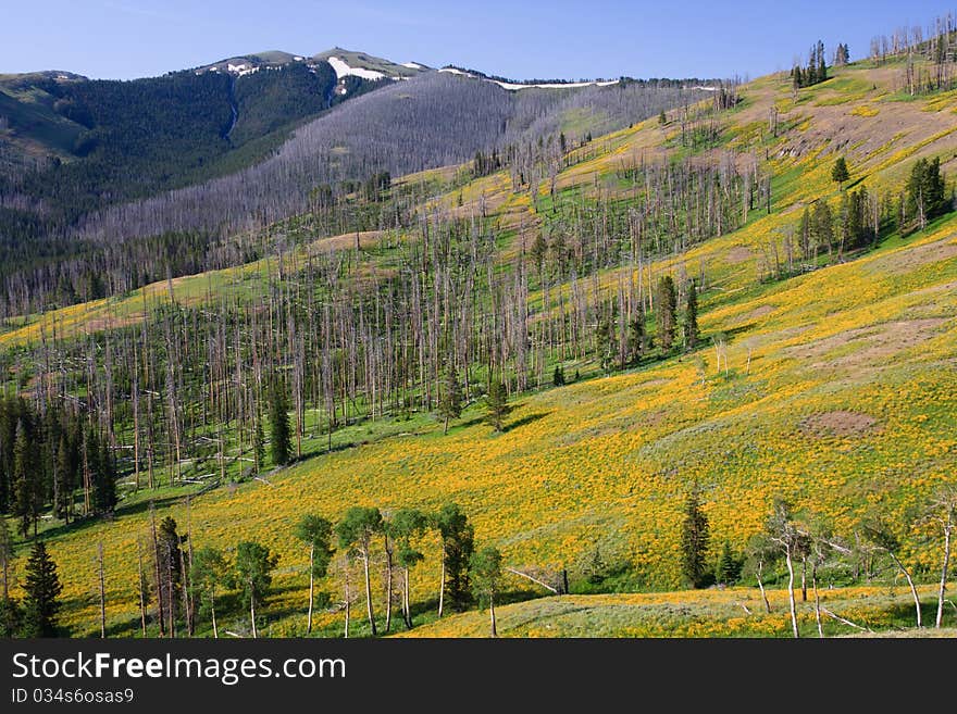 Wildflower Bloom Among Burned Forest