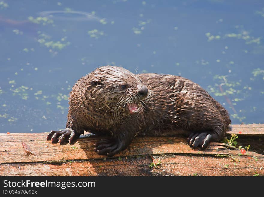 Baby River Otter Showing Teeth