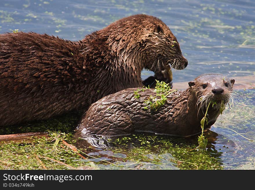 River otter mother and baby at Trout Lake, Yellowstone. River otter mother and baby at Trout Lake, Yellowstone.