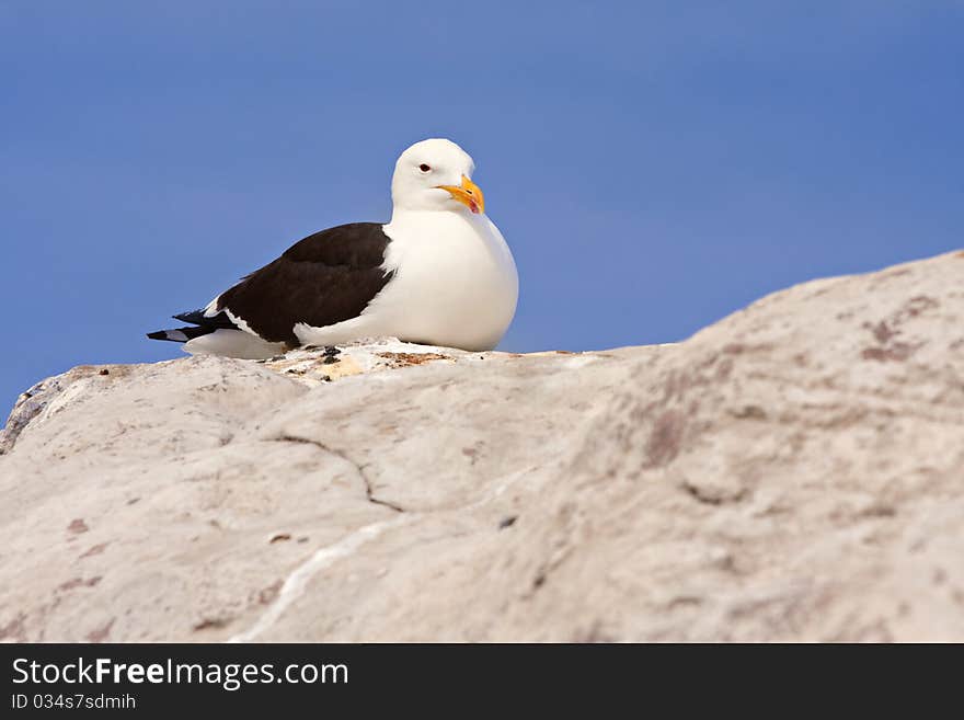 Seagull resting on a rock