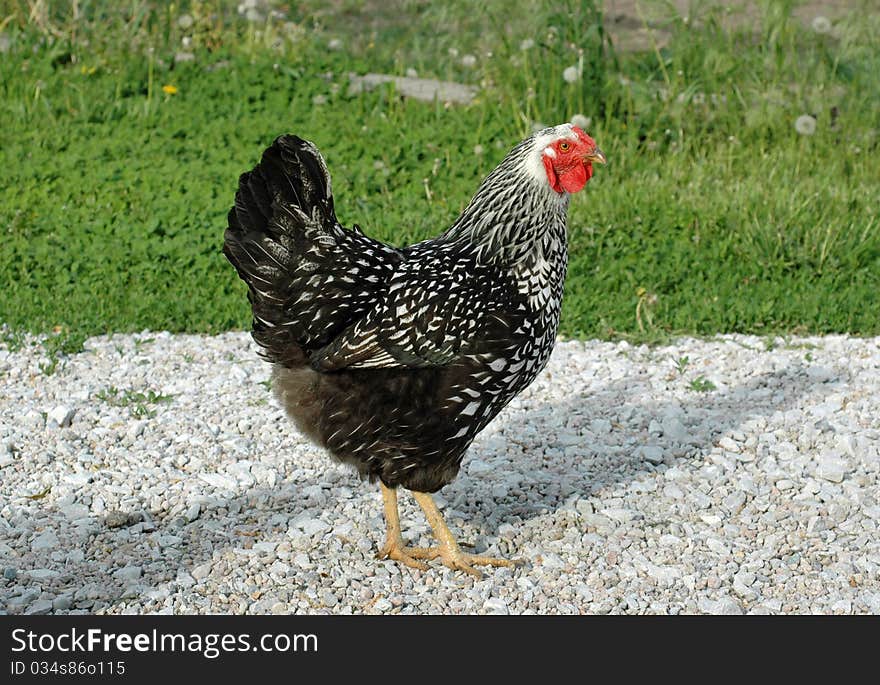 Black and white domestic hen. Black and white domestic hen