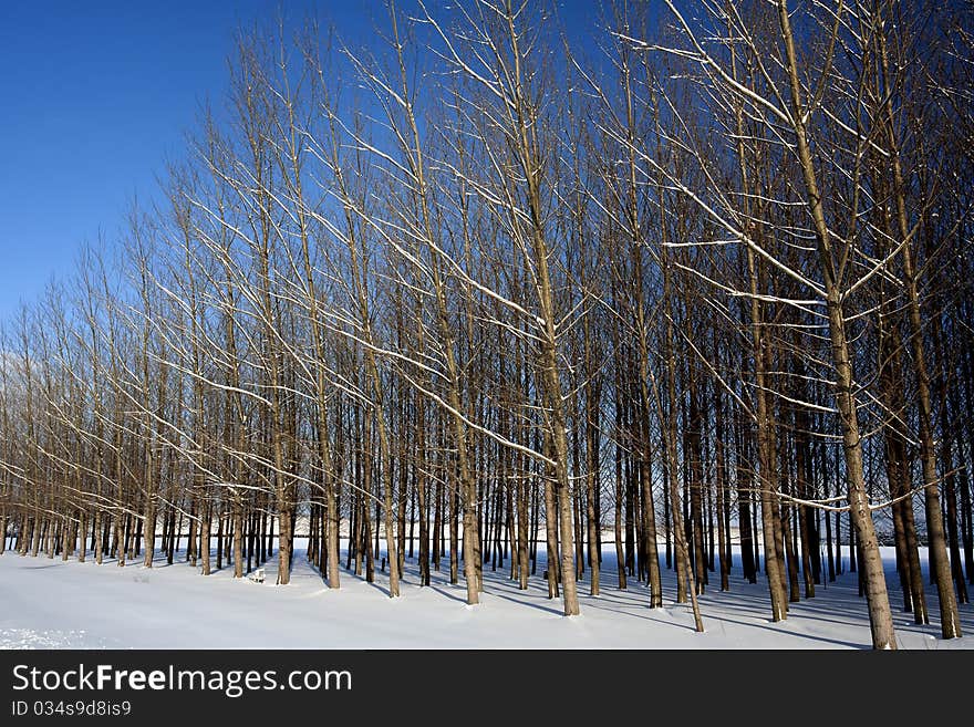 An orchard of barren trees standing in a snowy field . An orchard of barren trees standing in a snowy field .