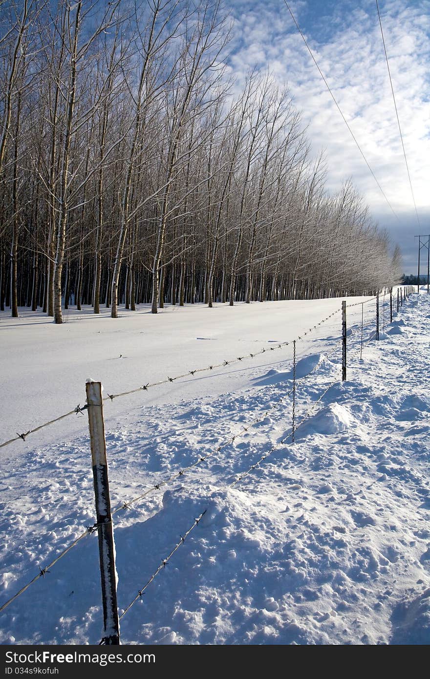 Sunny winter s day on the prairie.