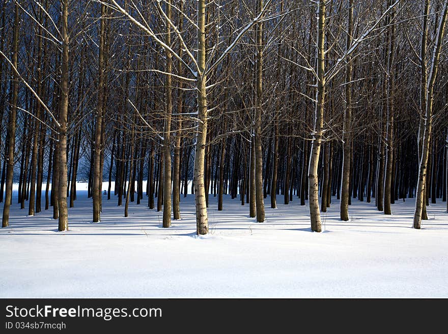 Cluster of trees in a snow covered field in this winter scenic. Cluster of trees in a snow covered field in this winter scenic.