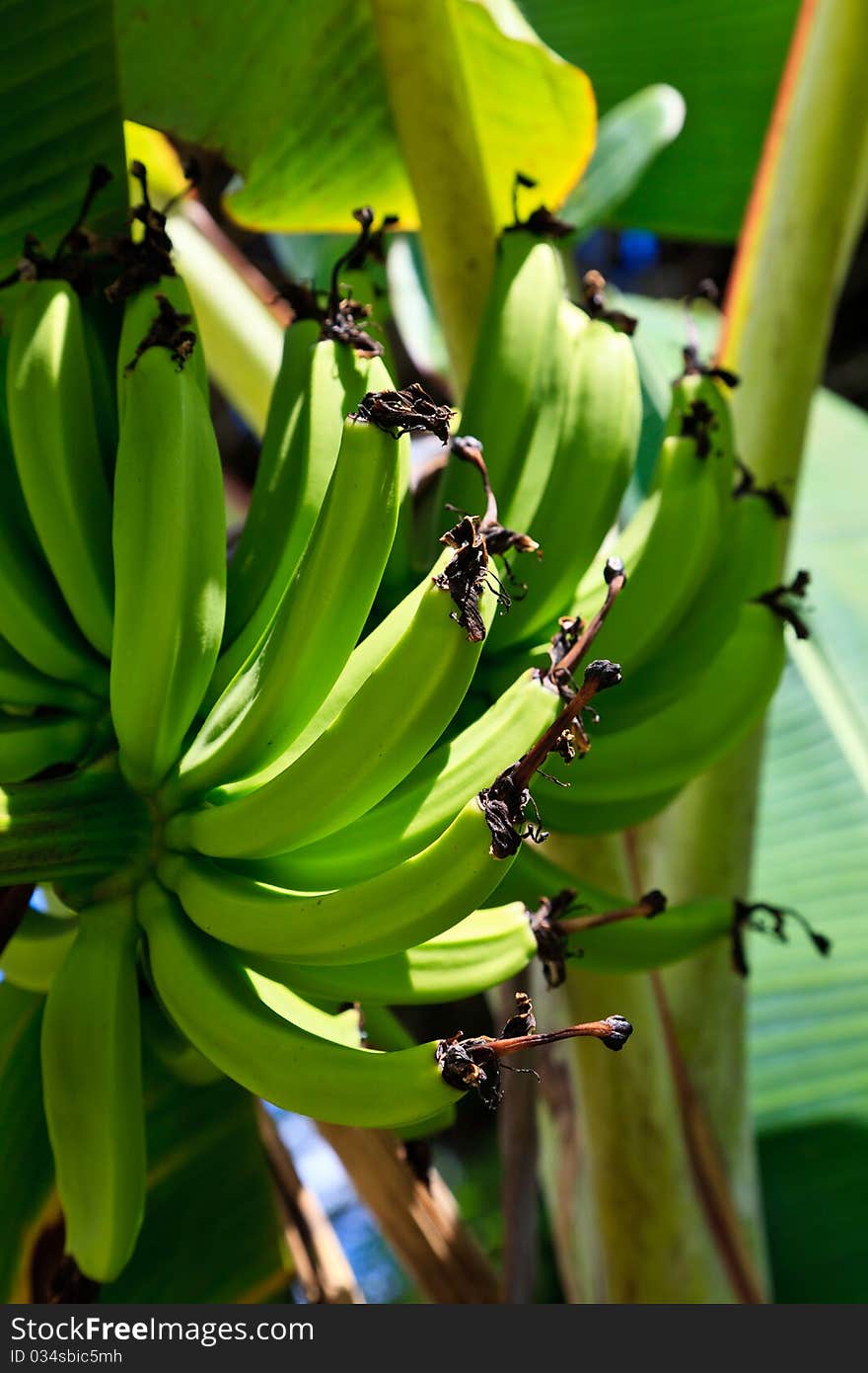 Bananas on a banana plant in a plantation. Bananas on a banana plant in a plantation