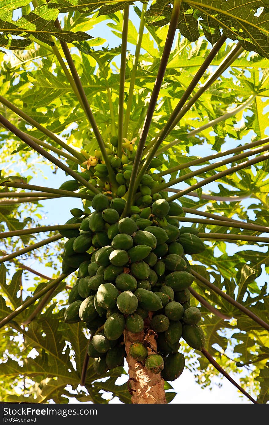 Papayas on the trunk of a papaya tree