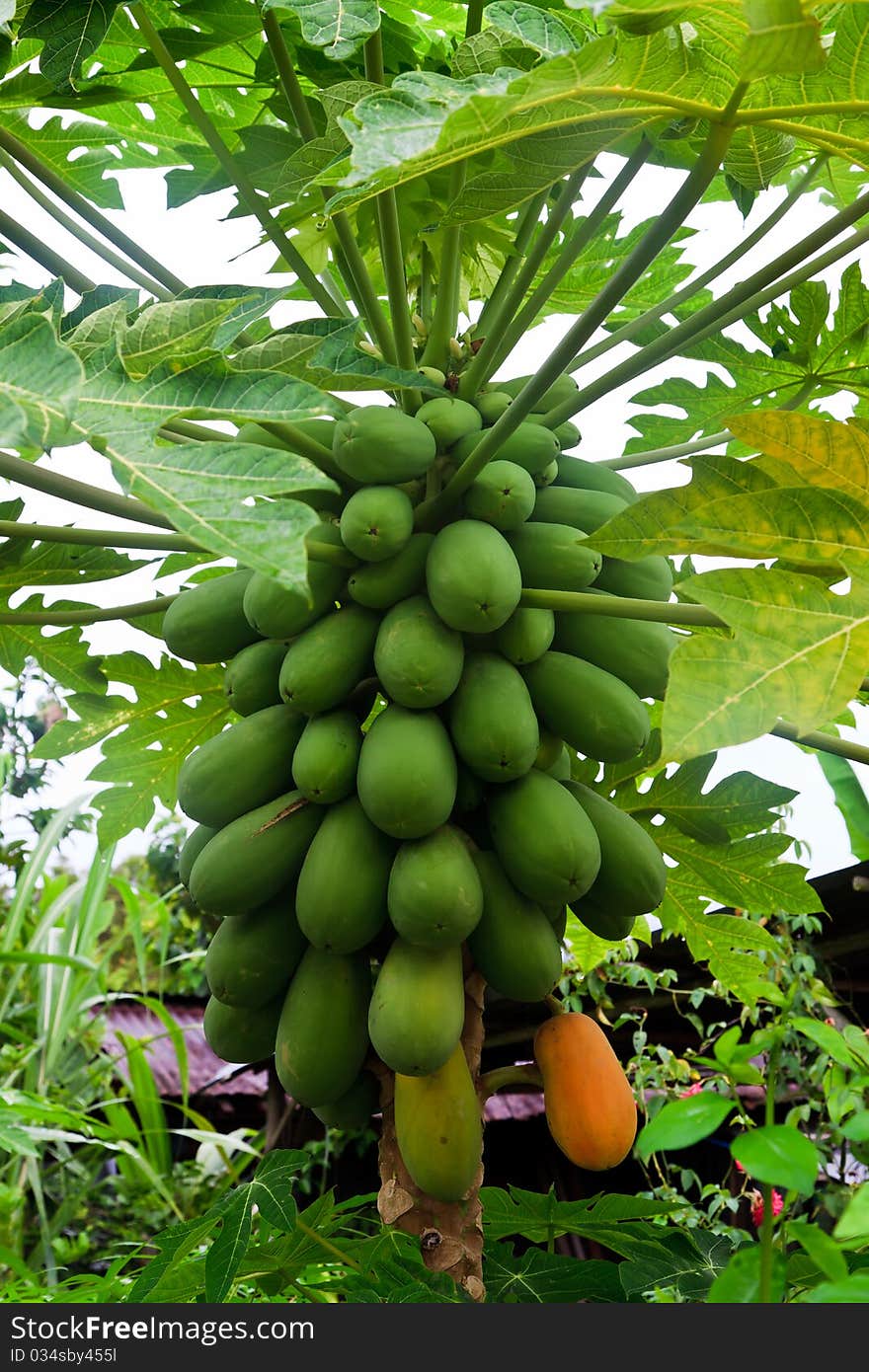 Papayas on the trunk of a papaya tree in Malaysia