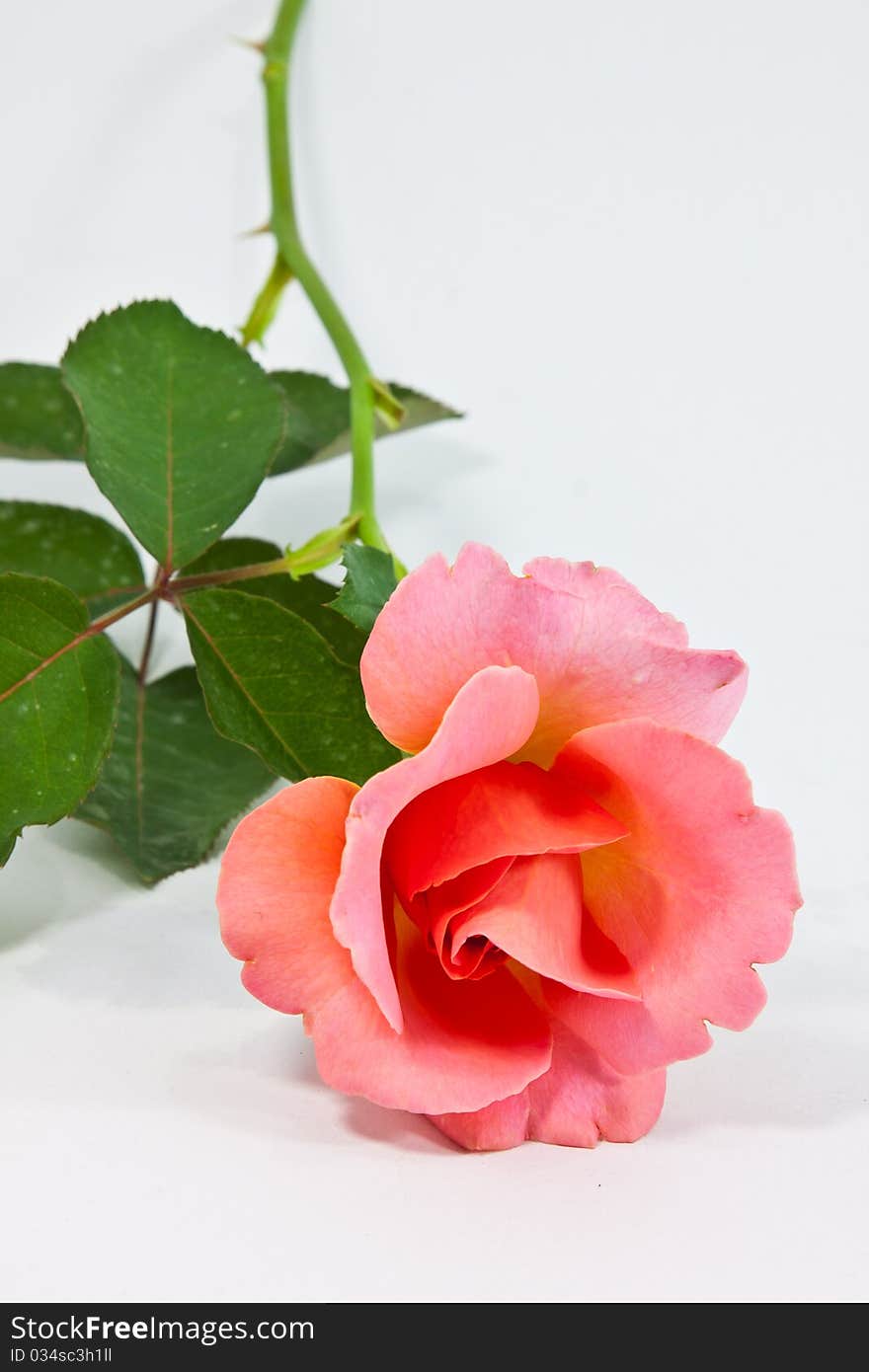 Isolated image of a long stem rose