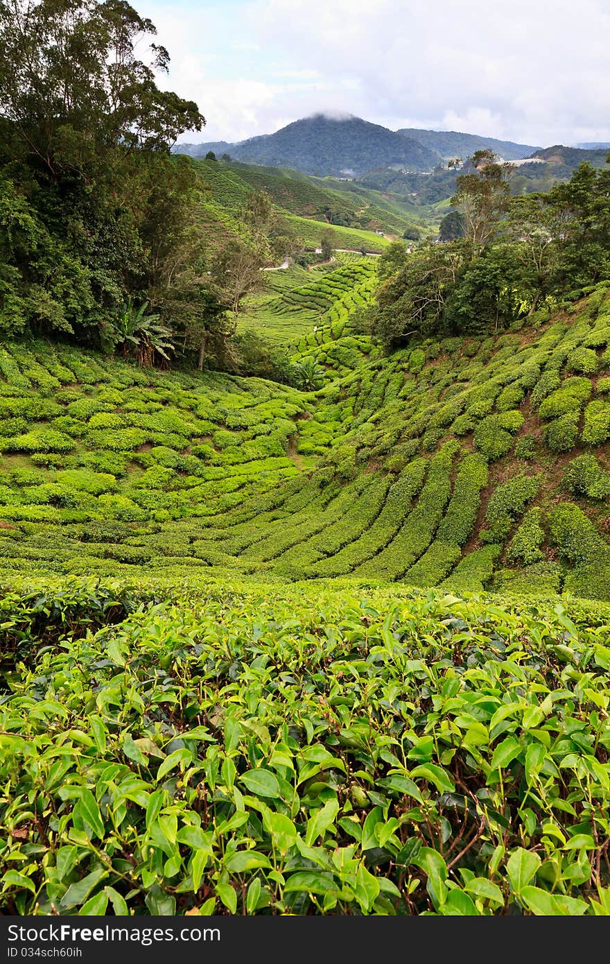 Tea plantation in the Cameron Highlands