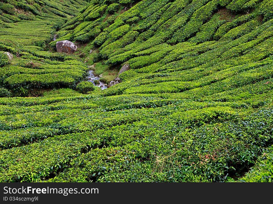 Tea plantation in the Cameron Highlands in Malaysia