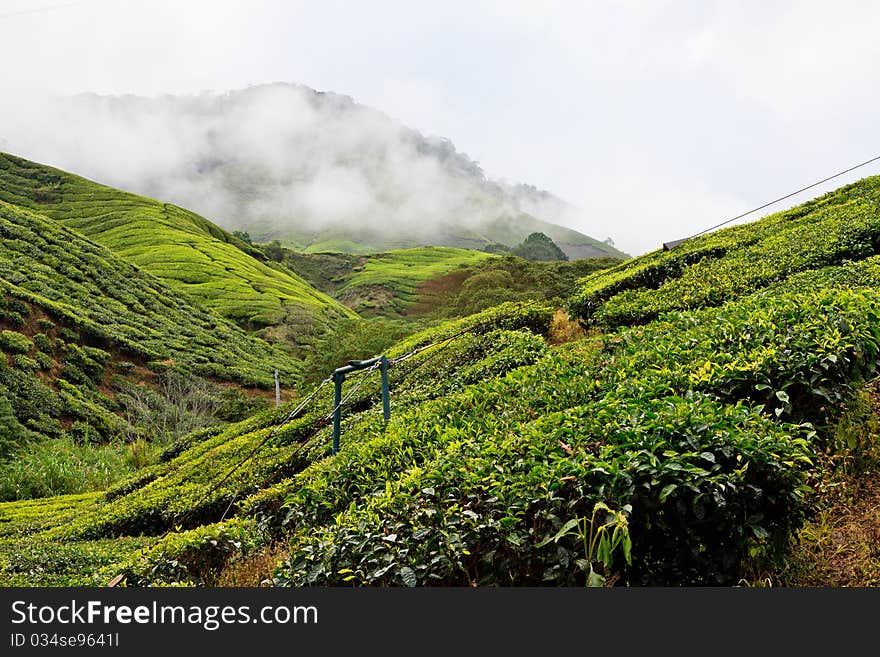 Tea plantation in the Cameron Highlands