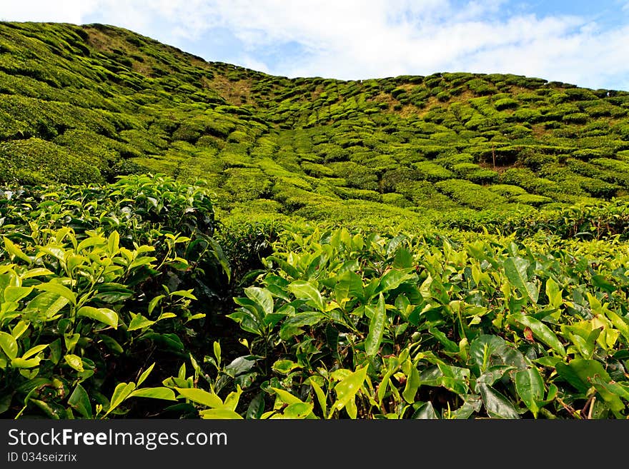 Tea plantation in the Cameron Highlands