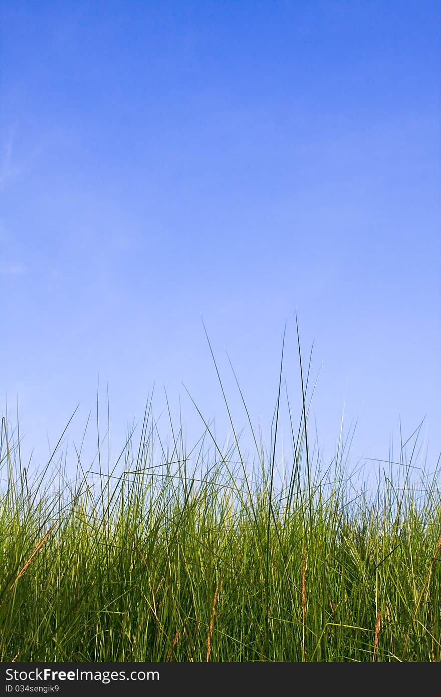 Grass in autumn, alone and romance atmosphere