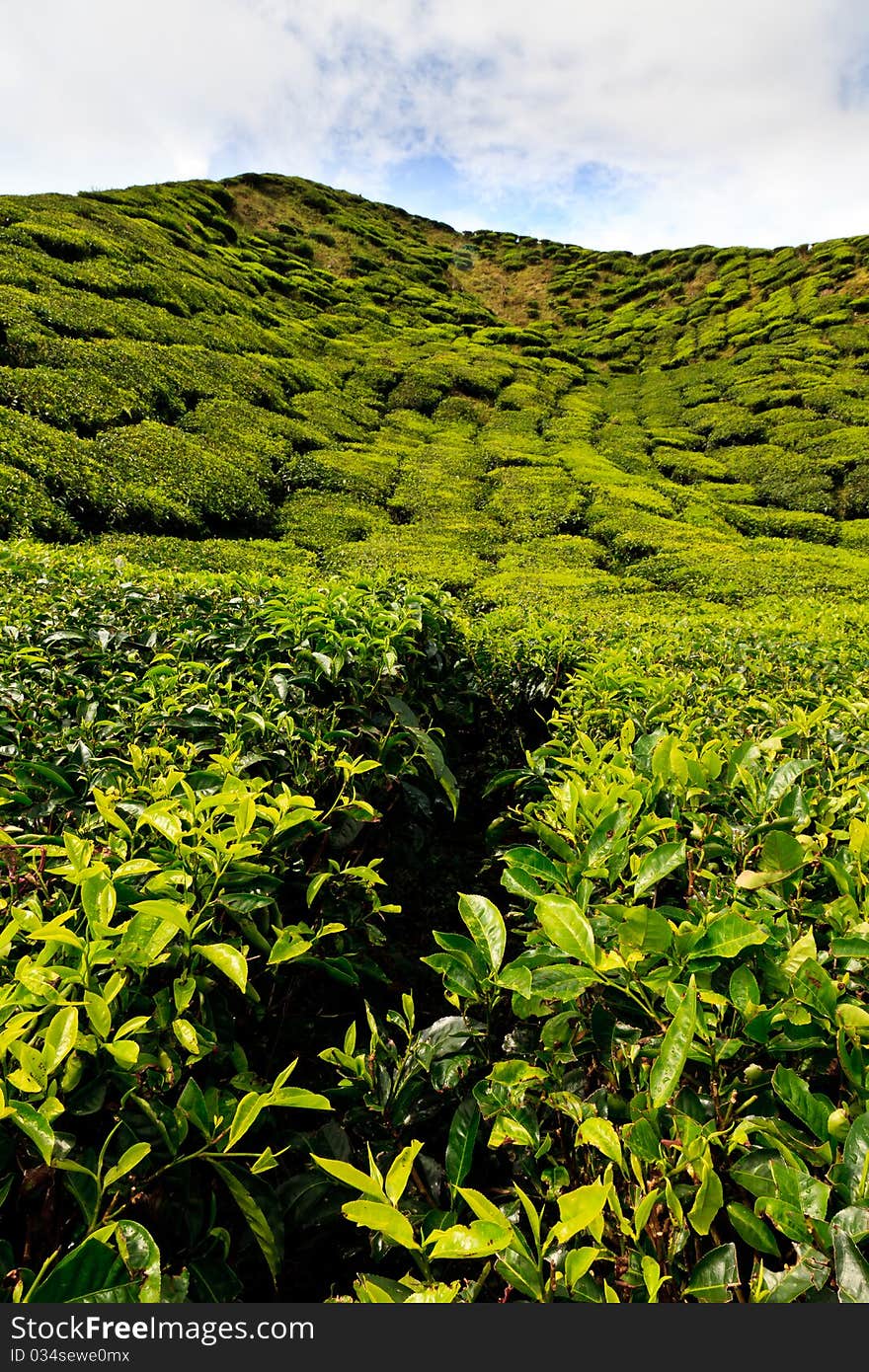 Tea plantation in the Cameron Highlands in Malaysia