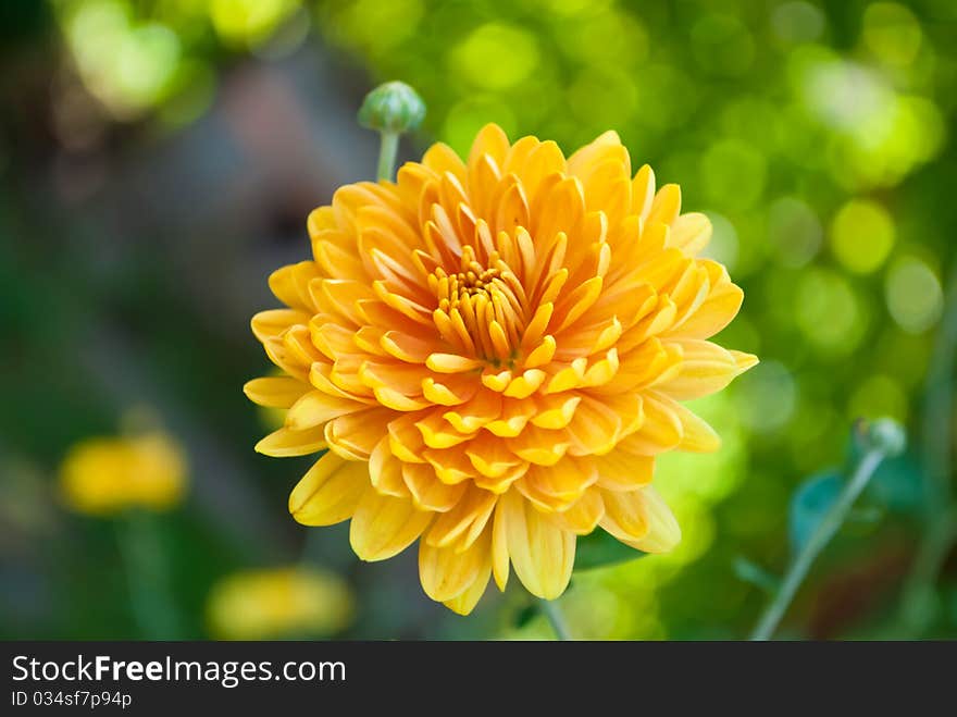 Golden-daisy (chrysanthemum) in garden