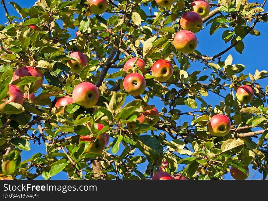 Apple-tree branches with ripe and red fruits