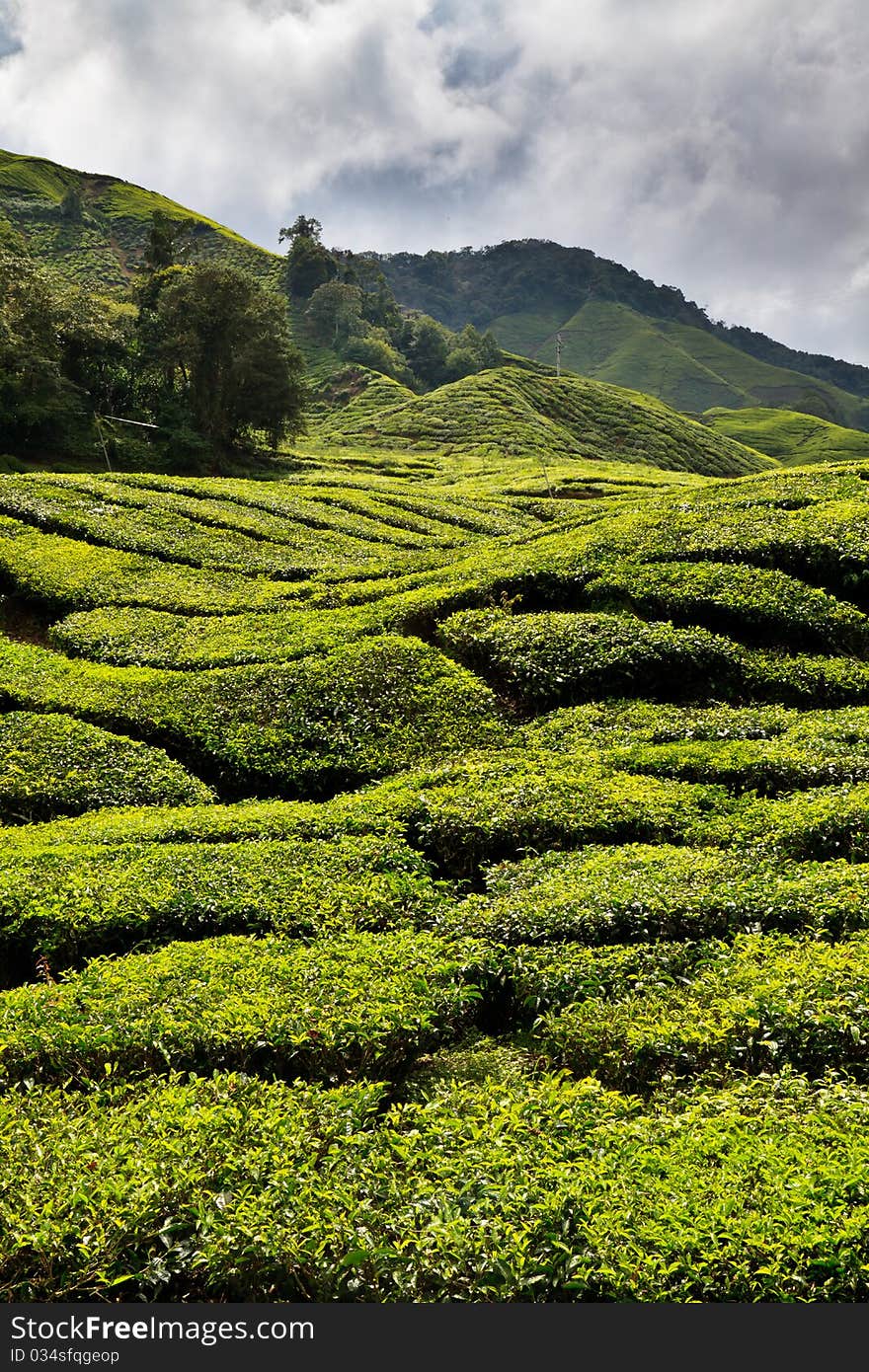 Tea plantation in the Cameron Highlands in Malaysia