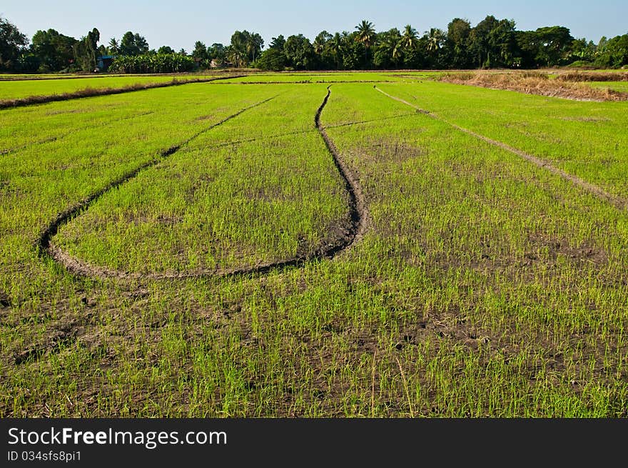 Thai field