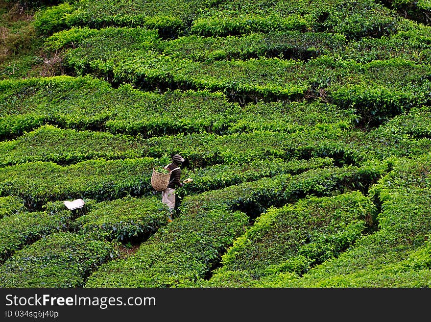 Tea plantation in the Cameron Highlands