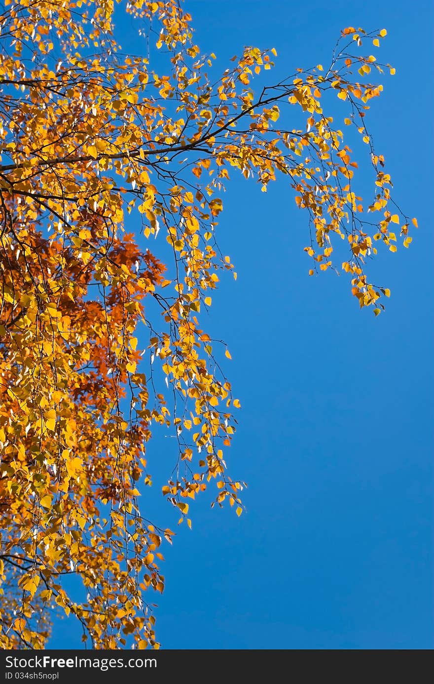 Yellow and red autumn birch branch on blue sky background