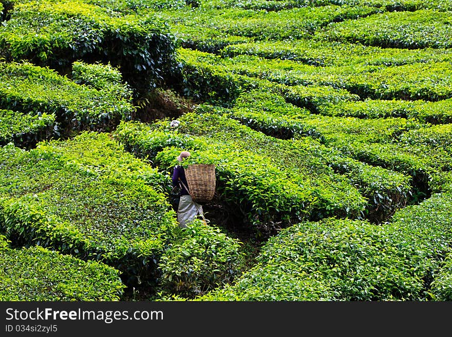 Tea plantation in the Cameron Highlands