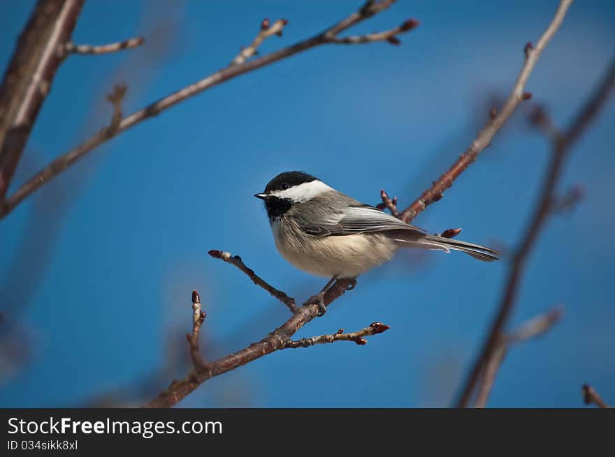 Black-Capped Chickadee Eating a Seed.