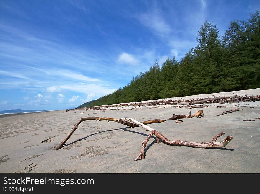 Trunk on the beach