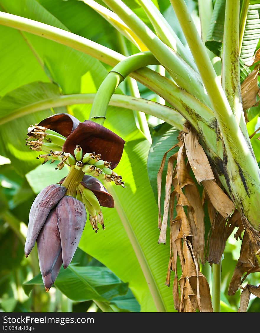 Banana blossom and bunch on tree in the garden at Thailand