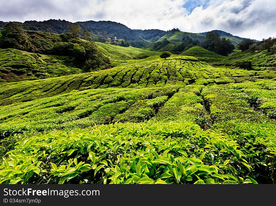 Tea plantation in the Cameron Highlands