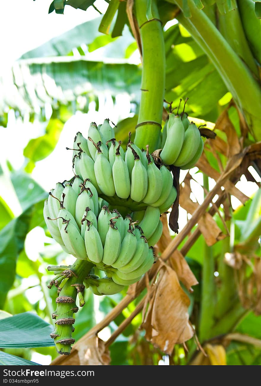 Banana blossom and bunch on tree in the garden at Thailand