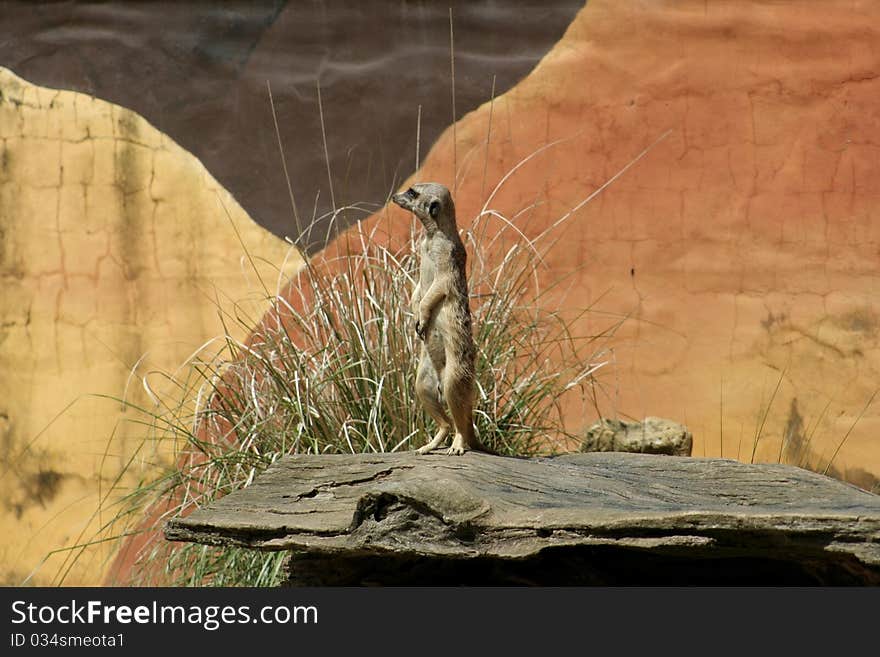 African Meerkat