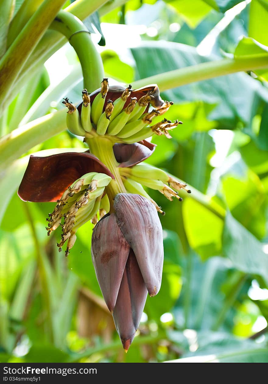 Banana bunch on tree in the garden at Thailand