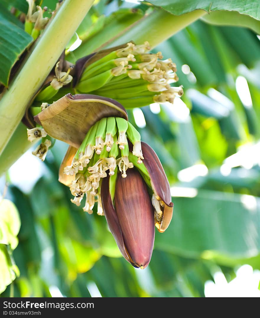 Banana blossom and bunch on tree in the garden at Thailand