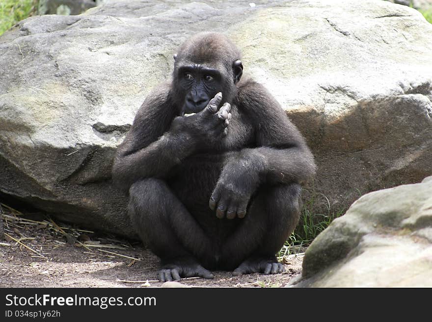 Western Lowland Gorillas looking pensive as it guards it's food