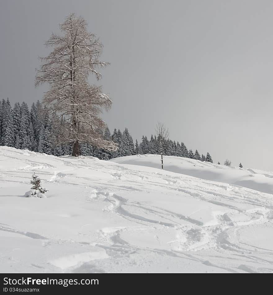 Alpine slopes