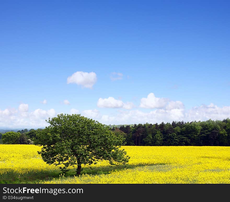 Beautiful Landscape