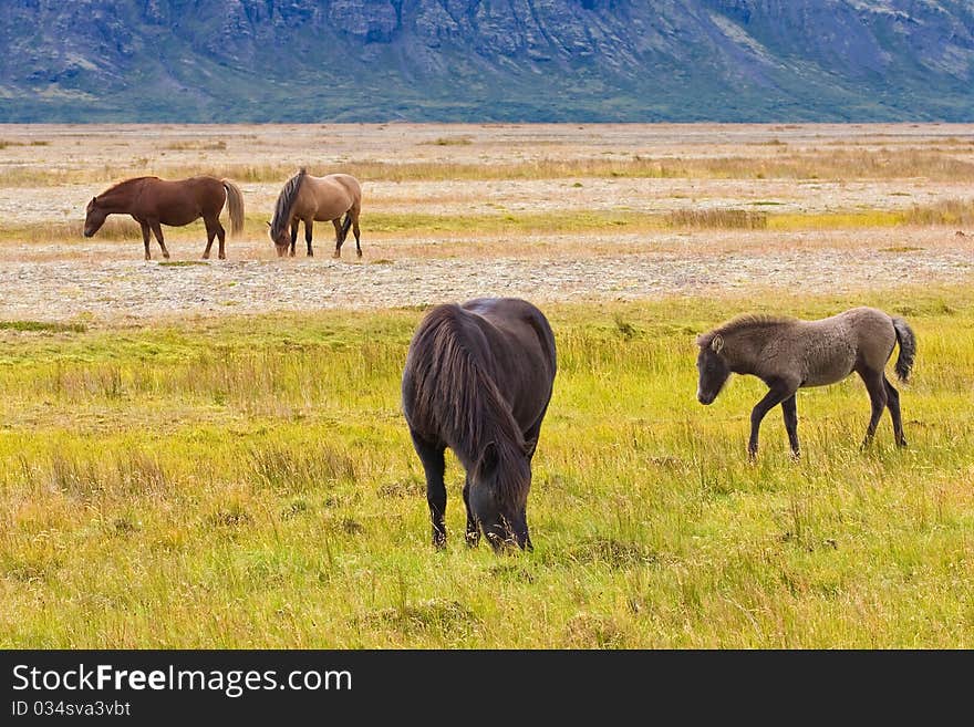 Icelandic horses