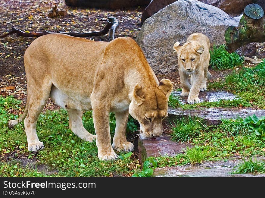 Lion cub  with his mother in the zoo. Lion cub  with his mother in the zoo