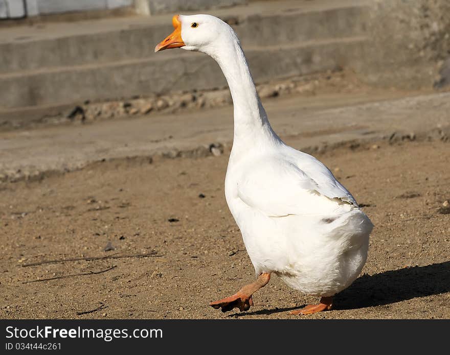 A snow-white geese walking in the tarmac on the road. A snow-white geese walking in the tarmac on the road