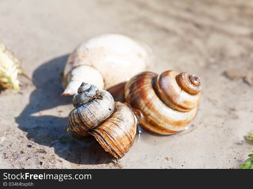 Closeup of a snail shells on a sand in a lake shallow