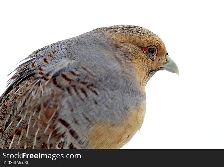 Variegated fins partridge