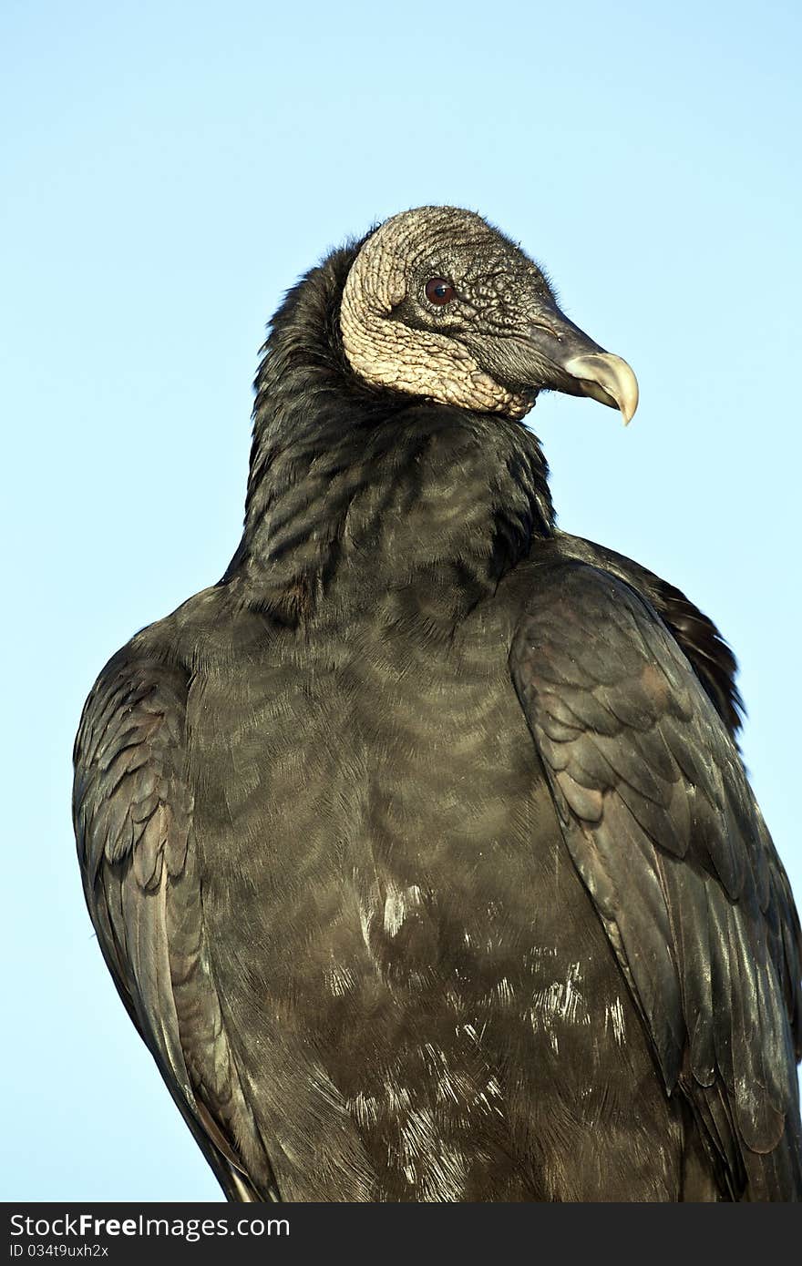 Black Vulture (Coragyps atratus)