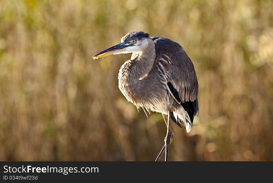 Great Blue Heron (ardea Herodias) in Everglades National Park in Florida