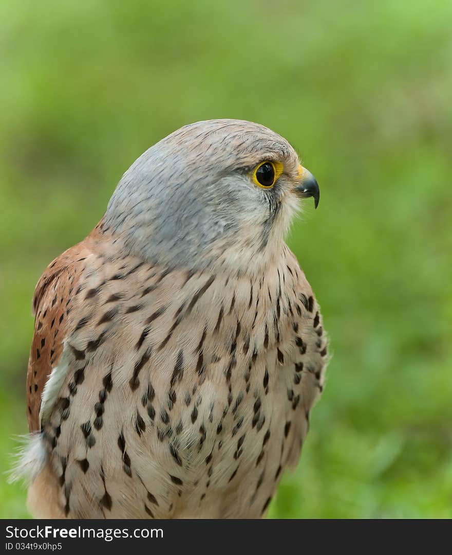 Common Kestrel - portrait head bird of prey. Common Kestrel - portrait head bird of prey