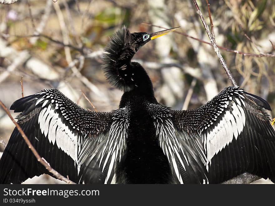 Anhinga in Everglades national park in breeding plumage